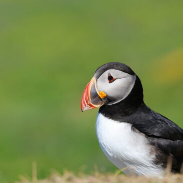 Puffin Trip with the Jones’